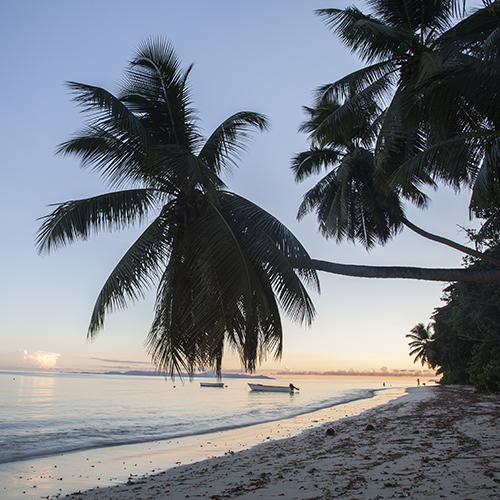 Seychellen Palmen Strand