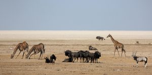 Afrika Desert Animals