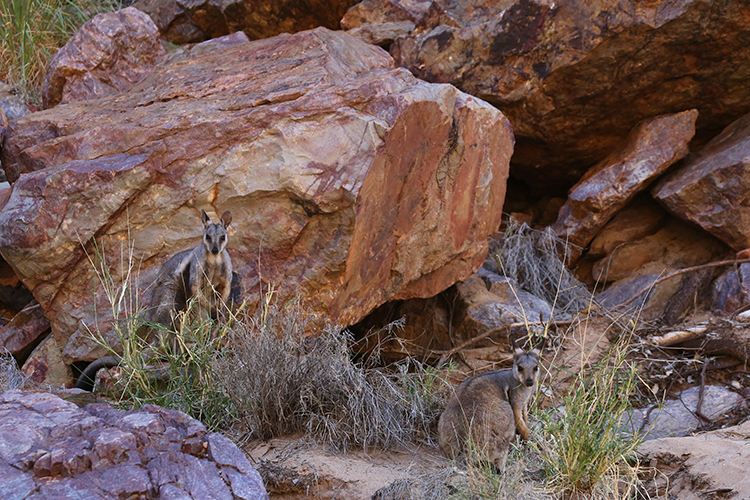 Uluru Ayers Rock Kangaroo Olgas Australien australia Alice Springs Outback Wayoutback Kings Canyon