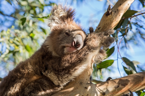 Koala Australien australia sydney Outback animals fauna 
