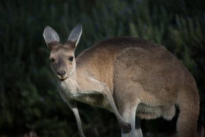 kangaroo australia portrait