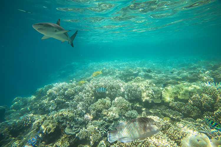 Geat Barrier Reef Shark Hai Australien australia Cairns Wayoutback Ocen diving snorkeling