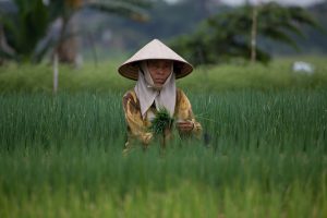 Vietnam Reis Bauer