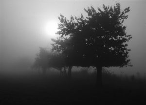 Bäume Nebel Schwarz Weiß