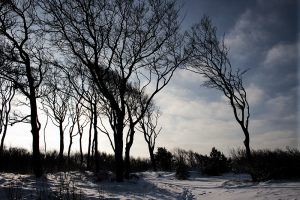 Trees Winter Wind