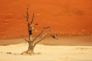 Namibia Death Desert