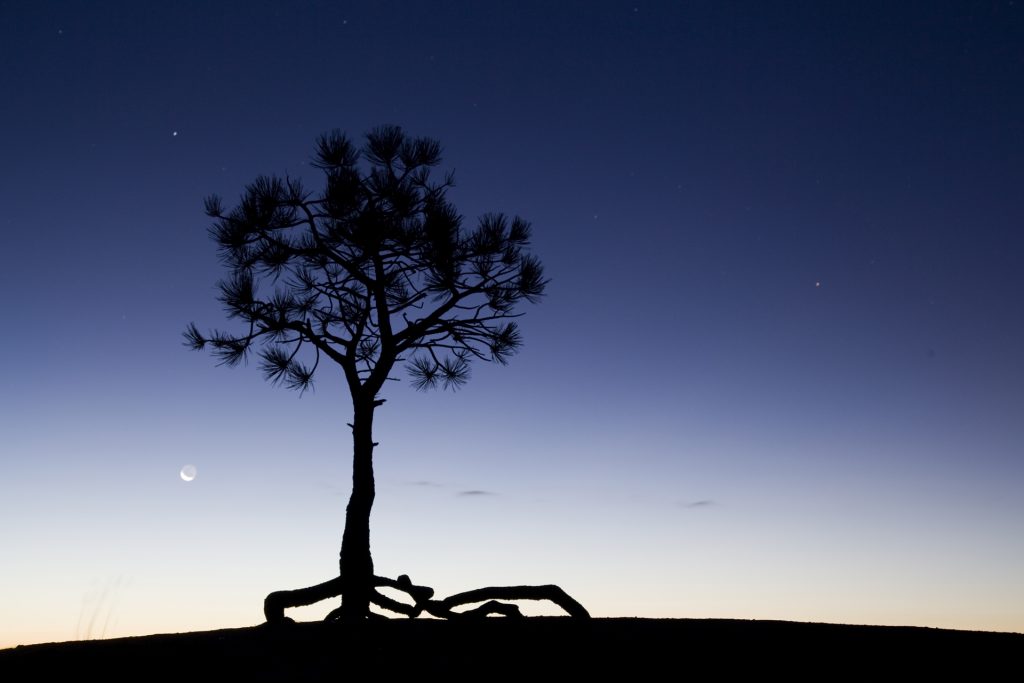 lone pine tree