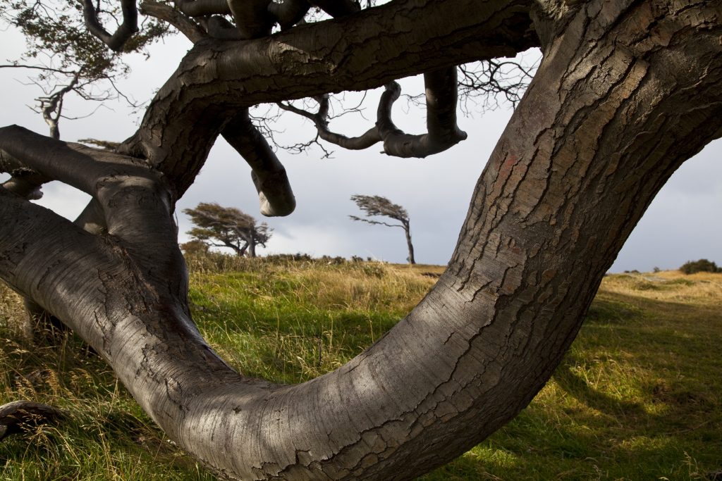 Patagonien Bäume Sturm