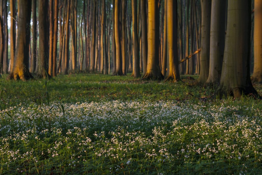 Forest Flowers green