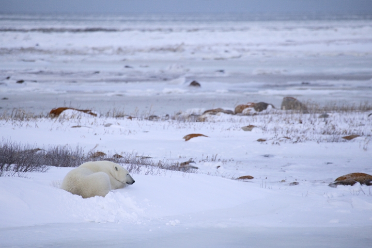 Während die Hudson Bay nur langsaArktis Canada Kanada Winnipeg Eisbär Churchill Photographym zufriert, langweilen sich viele Eisbären am Strand.