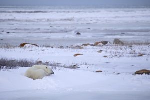 Polar bear Canada