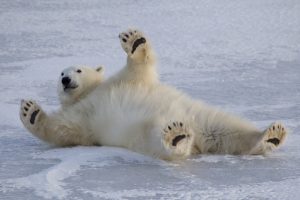 Canada Polar Bear
