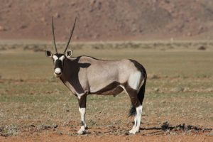 Afrika Oryx Desert