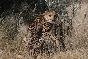 Gepard Afrika Portrait