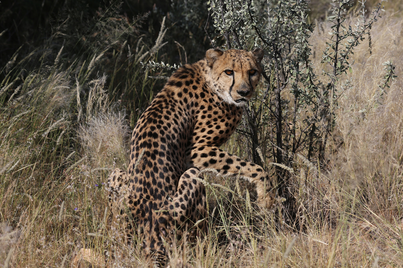 Cheetah Afrika africa Namibia Big Five 5 animals fauna Lion Black Rhino Zebra Desert Etosha Nationalpark lepard Leopard