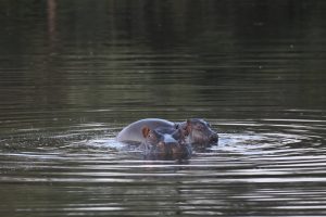 Afrika Flusspferd Baby