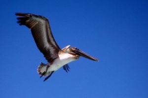 Pelican blue sky