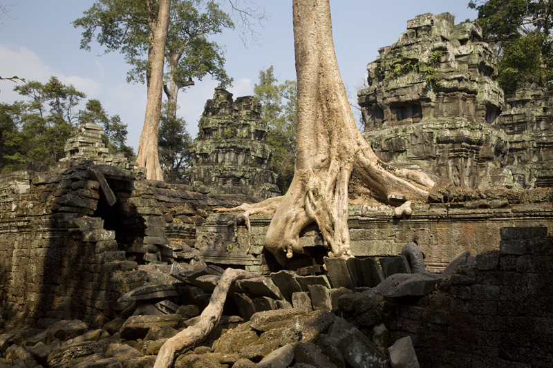 Kambodscha Ta Prohm Tomb Raider Siem Reap
