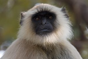 Portrait Langur Monkey