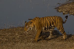 Tiger Ranthambore Indien