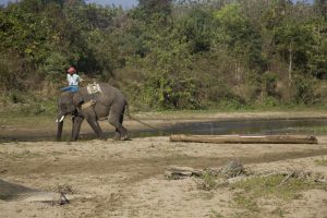 Myanmar Elefant Arbeit