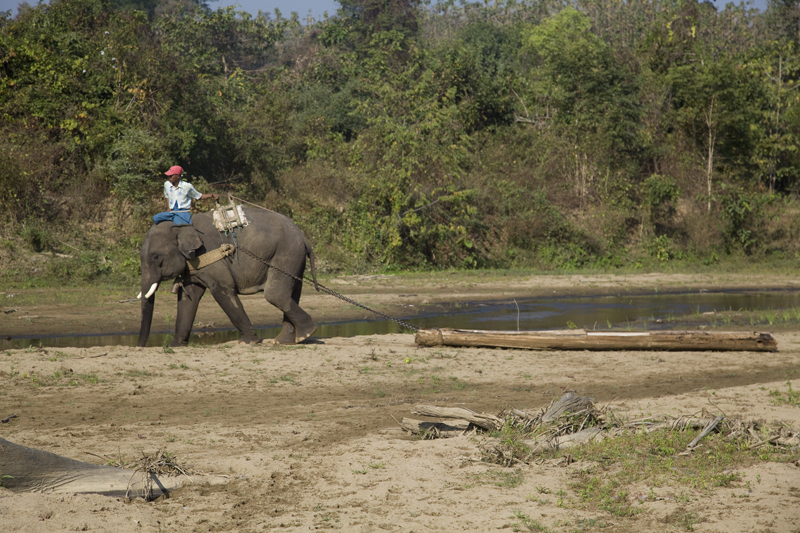 Pho Khyar Elephant Camp Myanmar