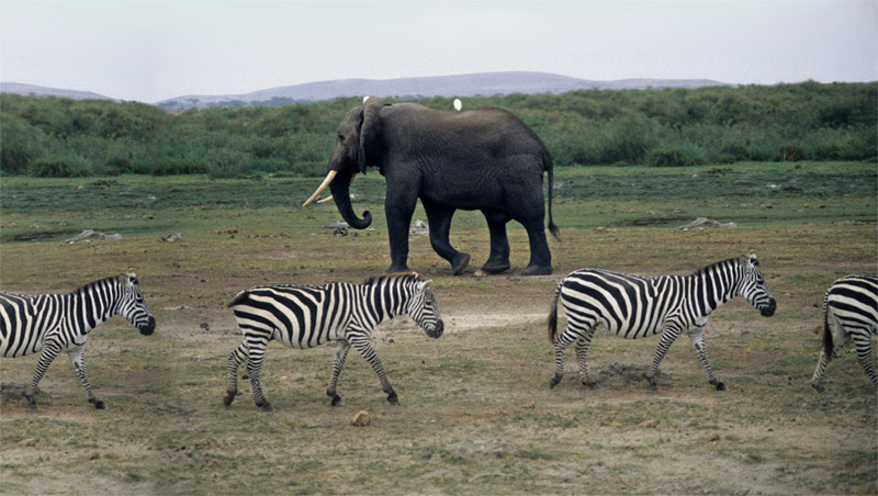 Afrika Kenia Safari Strand Löwe Büffel Gazelle Zebra Griraffe Elefant Diani Beach