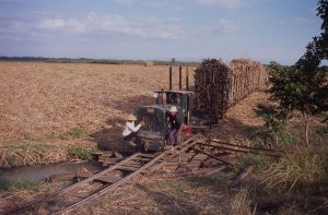 Indonesien Zuckerrohr Ernte