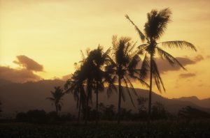 Palmen Sonnenuntergang Berge