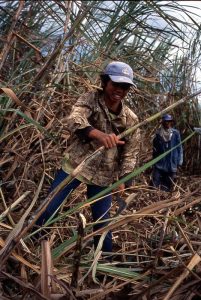 Zuckerrohr Ernte Indonesien