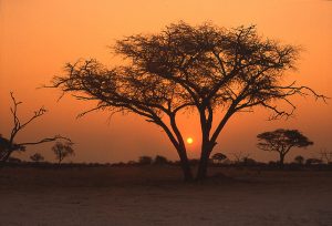 Afrika Schirmakazie Sonnenuntergang