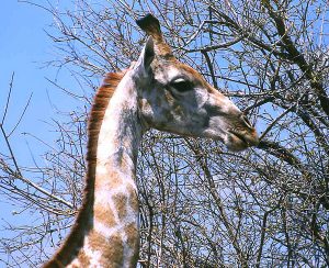 Afrika Giraffe Simbabwe