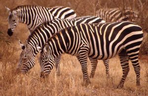 Südafrika Zebras Busch