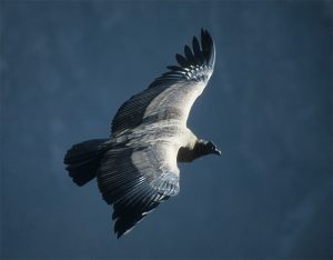 Peru Condor Colca