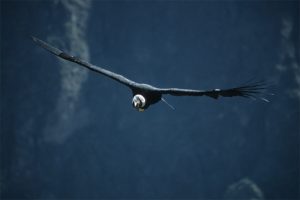 Peru Colca Condor