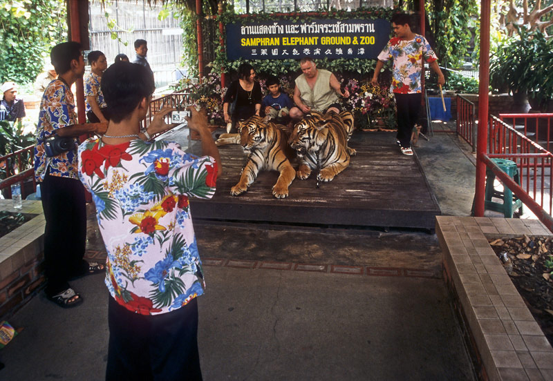 Thailand Bangkok Tierquälerei Taxi Tuc Tuc Tiger