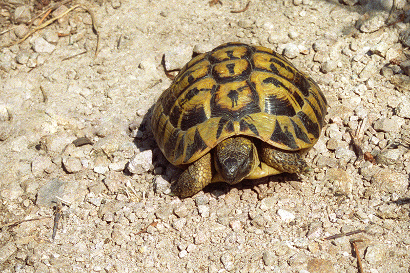 Griechische Landschildkröte auf Corsika.