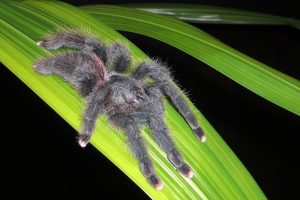 Venezuela Spider Orinoco