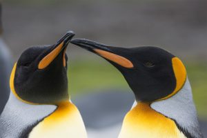 Antarctica Penguin Feeding
