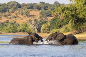 Elephants Water Chobe