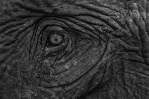 Elefant elephant eye