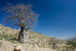 Afrika Baobab Eritrea