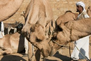 arfika Camel Market