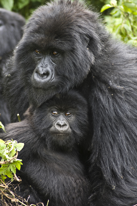 Ruanda Gorilla Portrait