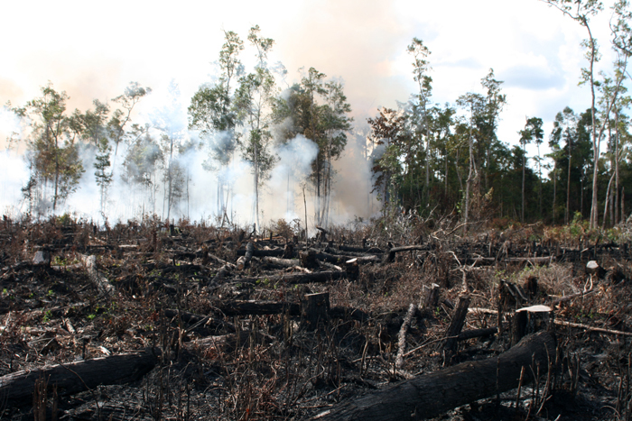 Indonesien Brandrodung Palmöl Plantagen plantation Borneo Orang Utan BOS