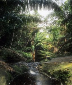 Borneo Dschungel See