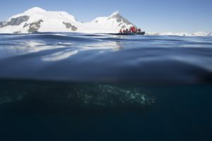 Antarktis Buckelwal