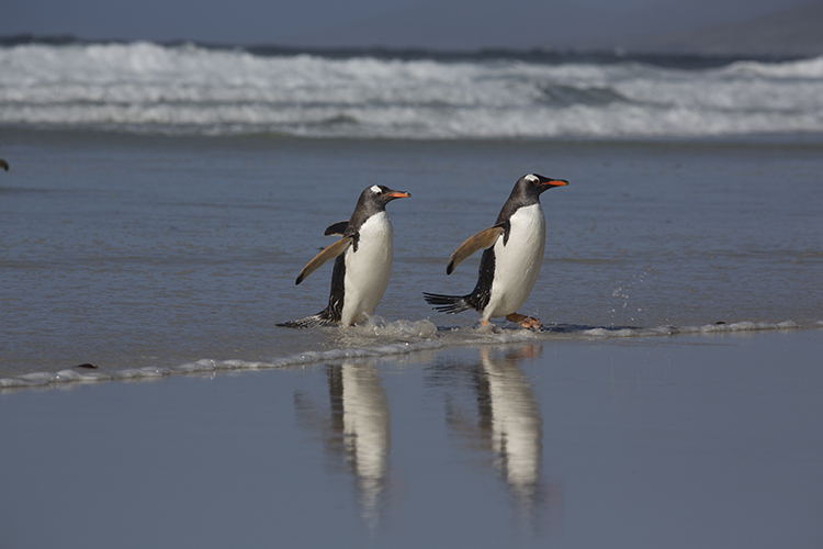 Sounders - Falkland Islands