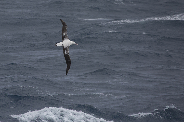 Albatros - South Polar Sea