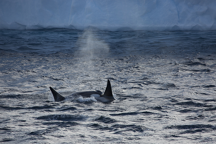 Orcas - Antarctica Peninsula